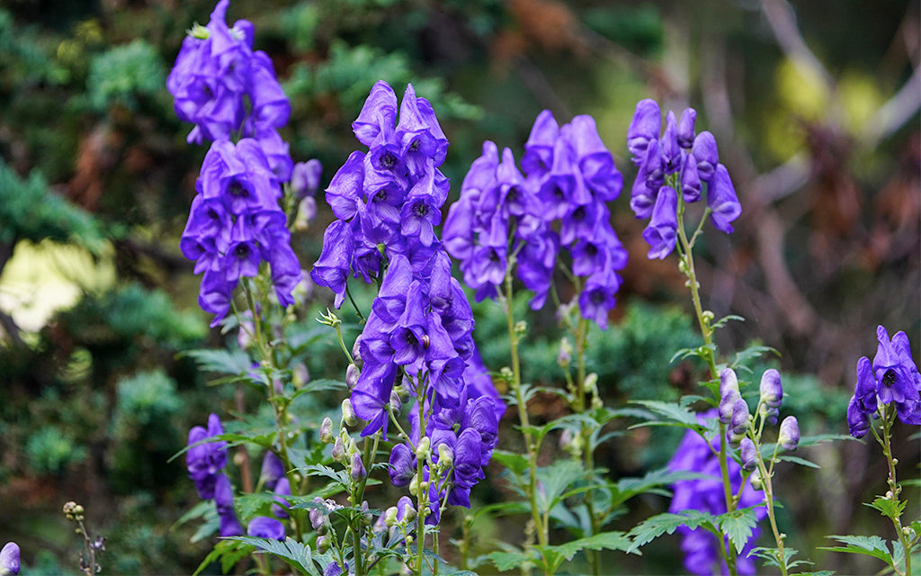 Aconitum Heterophyllum | Ativisha