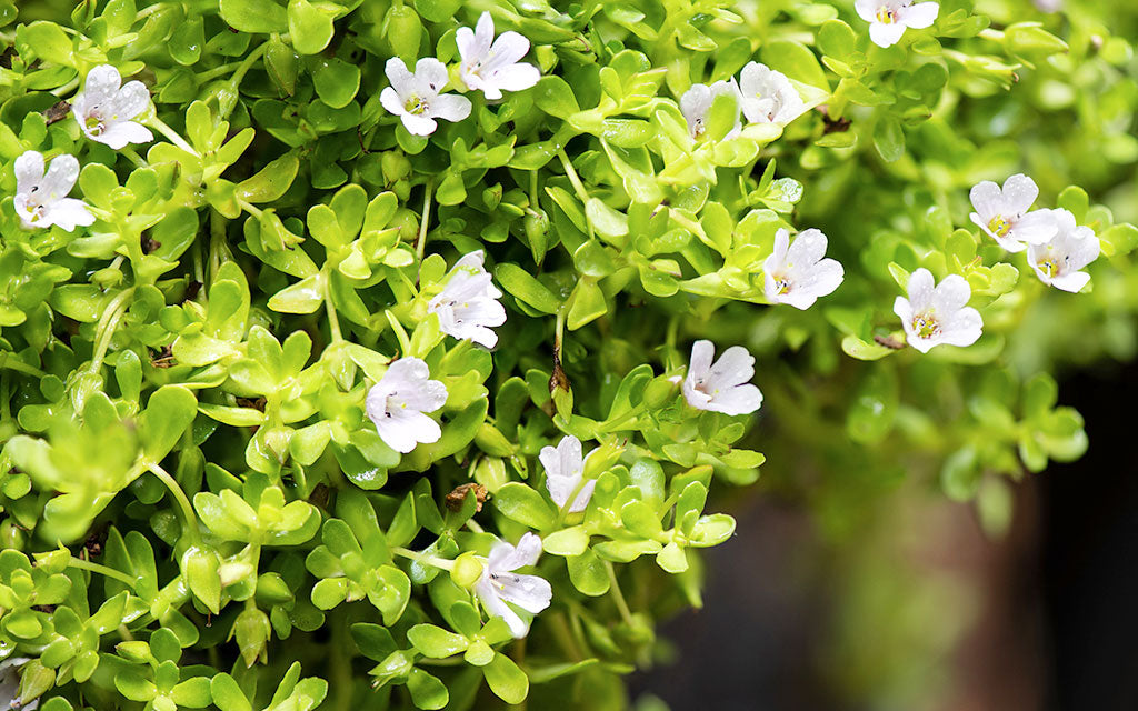 Brahmi (Bacopa Monnieri): History, Benefits and Uses