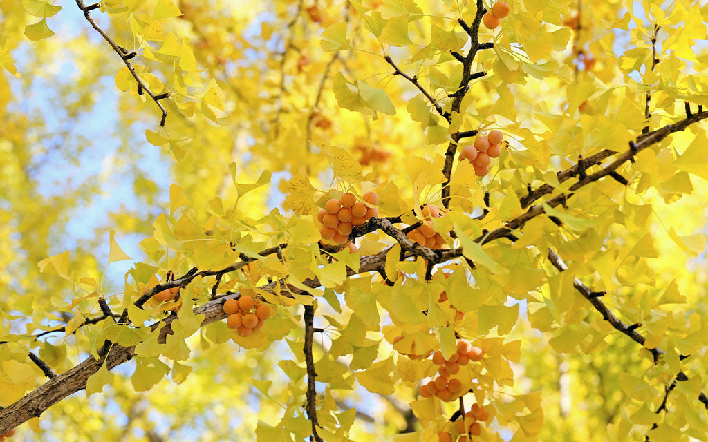 Ginkgo Biloba
