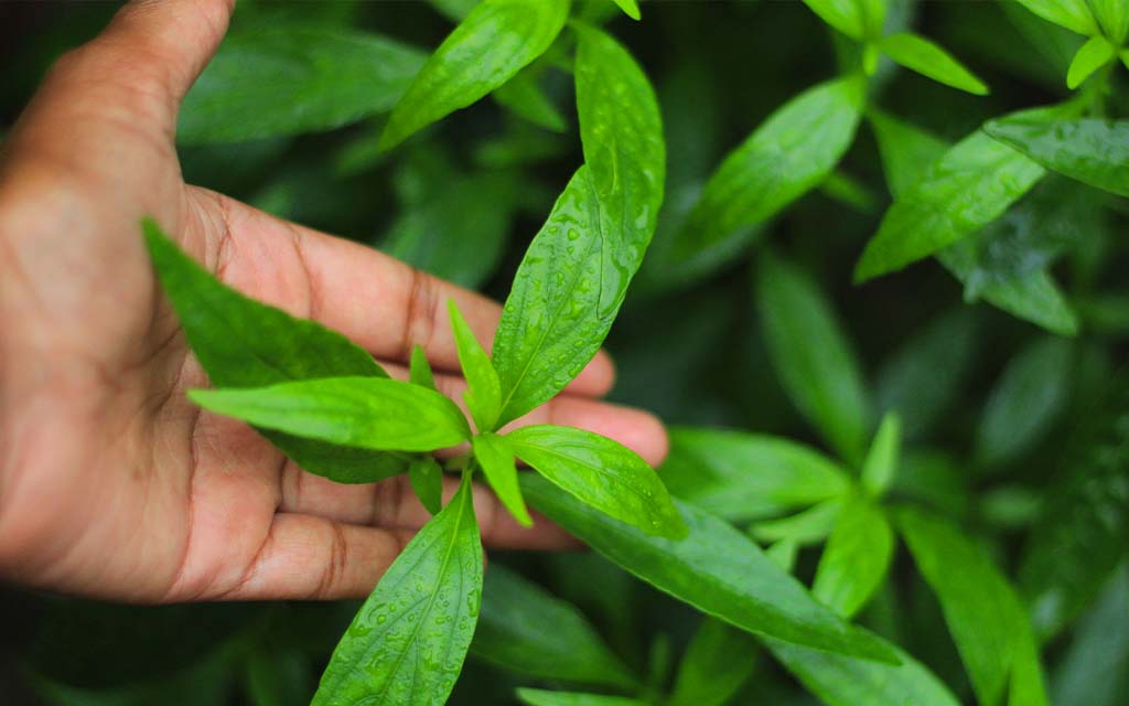 Kalmegh (Andrographis Paniculata)