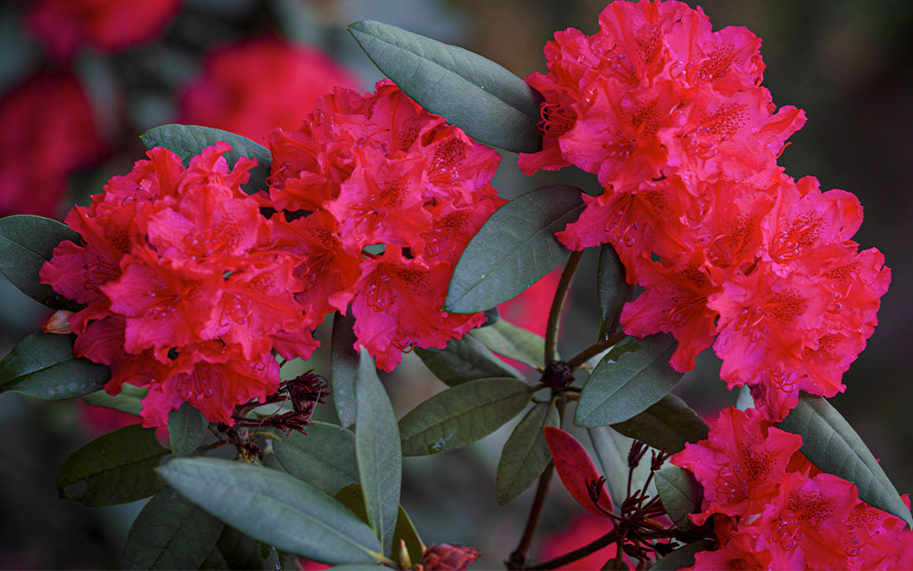 Rhododendron | Buransh