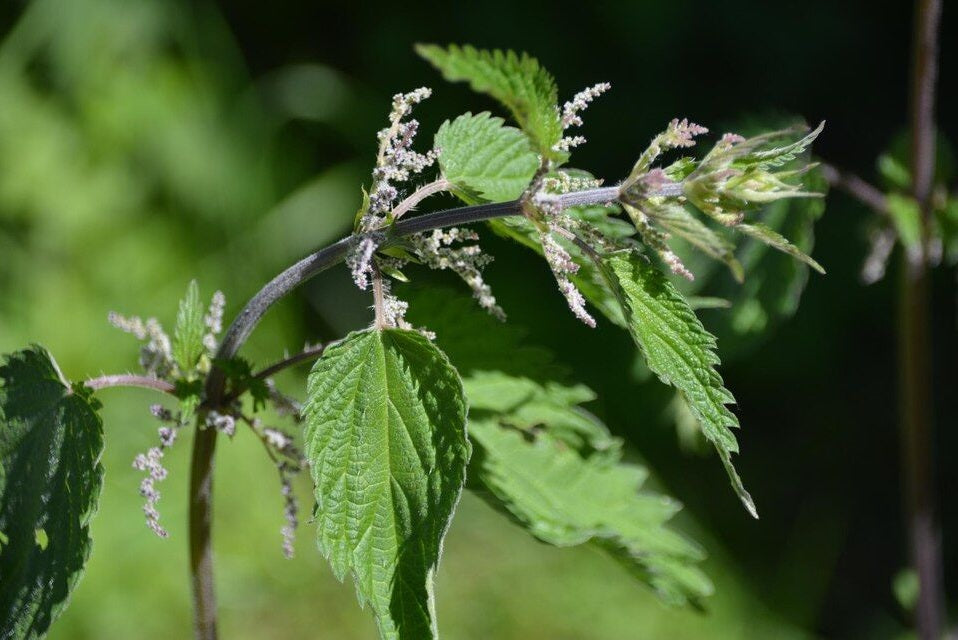 Stinging Nettle Benefits