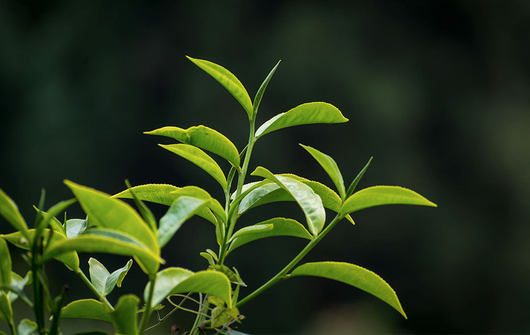 The Effects of Green Tea
