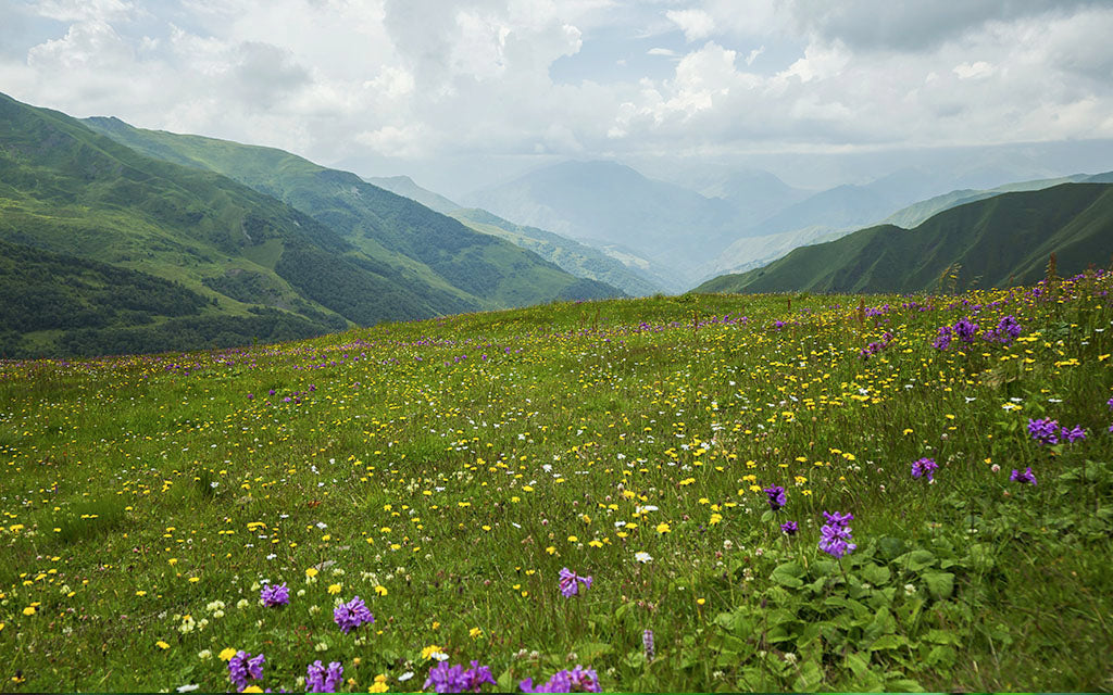 Herbal Remedies from Uttarakhand