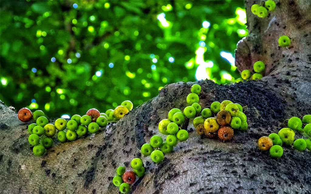 Types of Fruits Grown in Uttarakhand