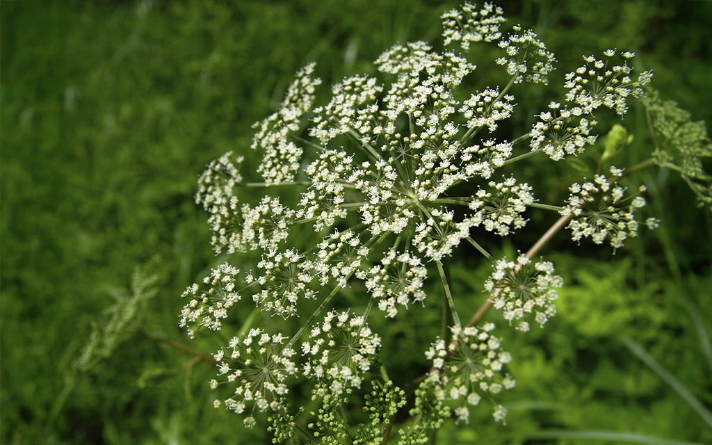 Jatamansi | Spikenard