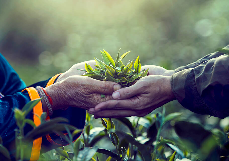 The Pahadi Farming, Pahadi Weather & How It Affects Purity Of Its Produce