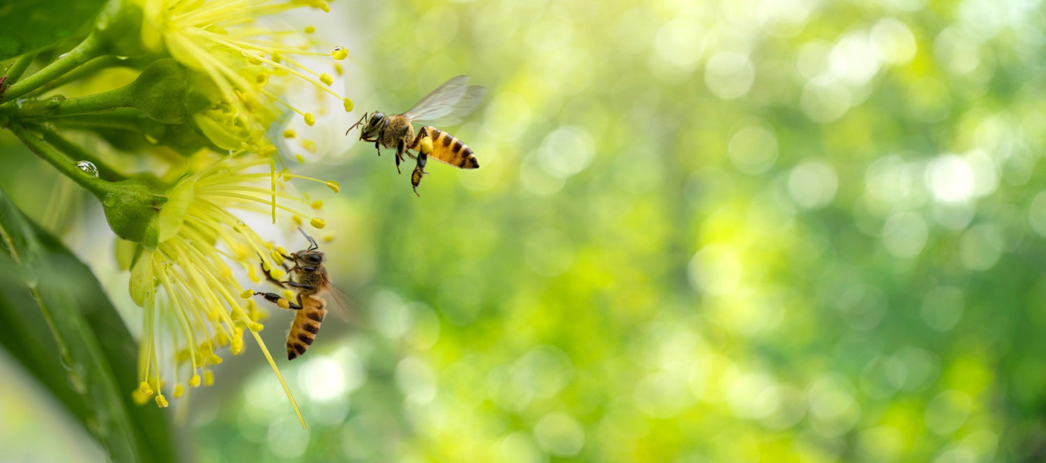 different_types_of_honeybees
