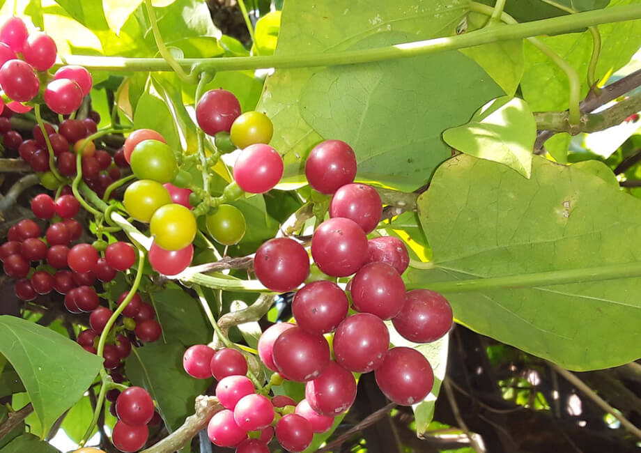 Giloy: Nature’s Gift for our Immune System