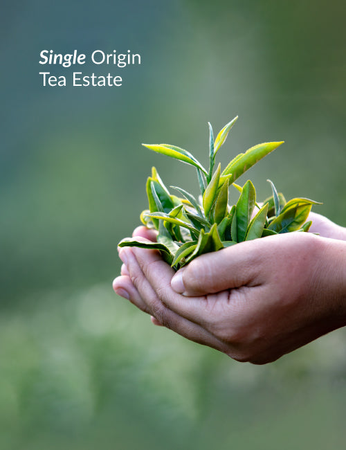 Single Origin Tea Estate