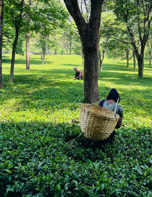 Pahadi Cow Ghee - The Pahadi Story