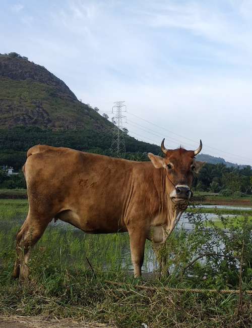 Pahadi Cow