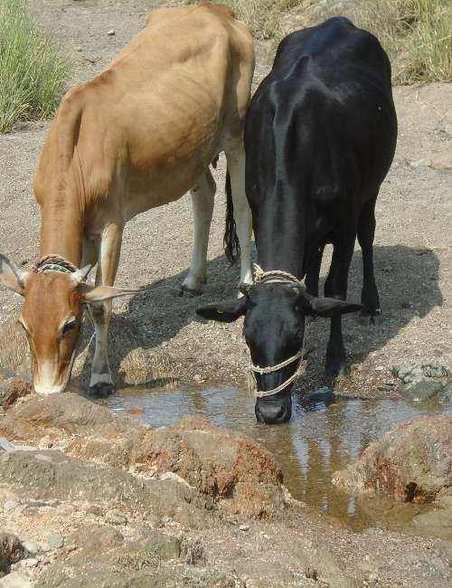 Pahadi Cows