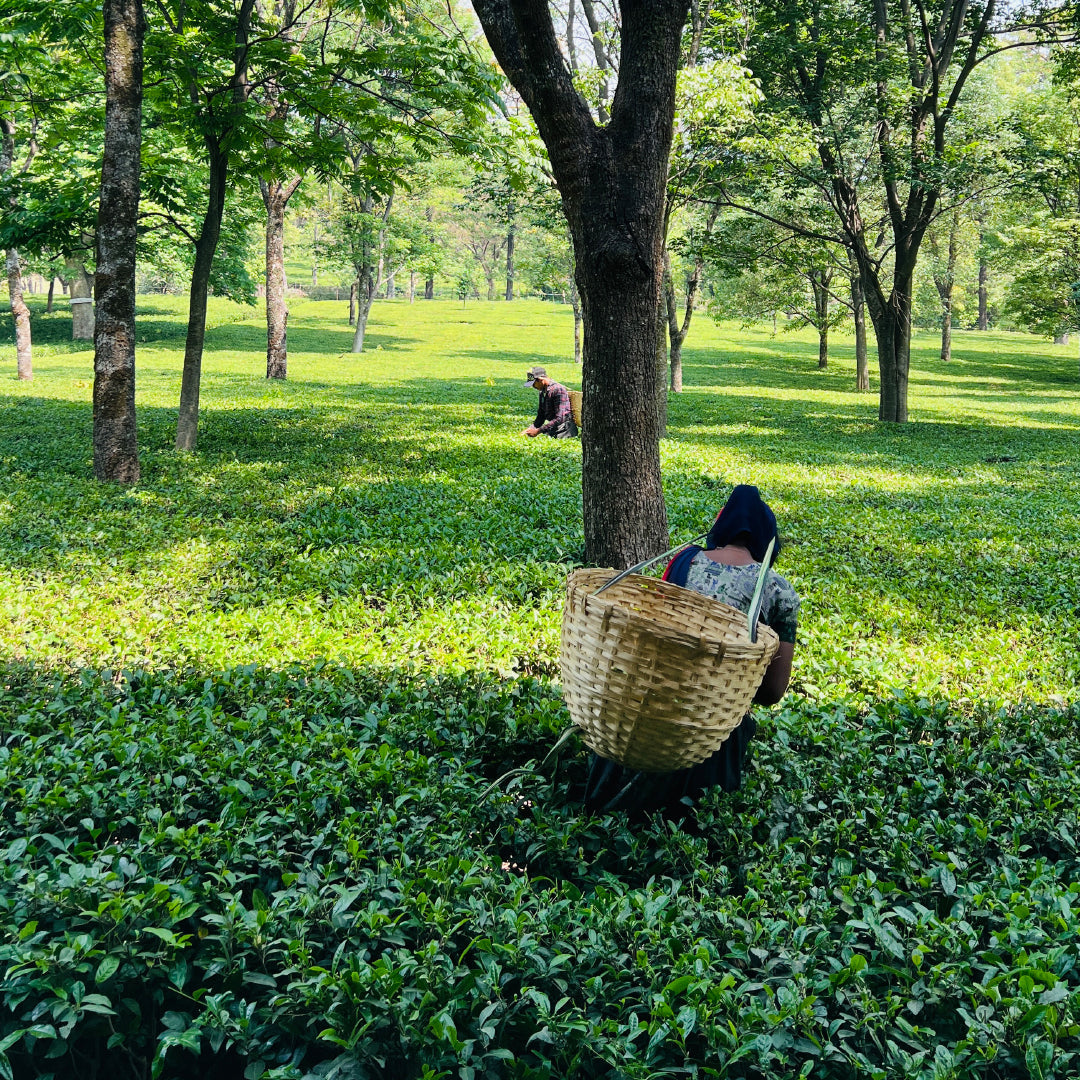 Himalayan Green Tea for Weight Loss - Slim Easy