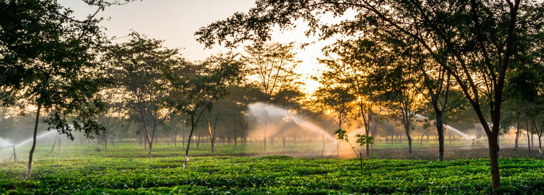A Beginner’s Guide to Assam Teas