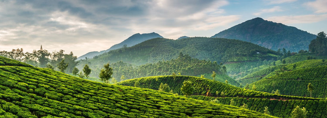 Best Indian Tea Plantations to Visit in India