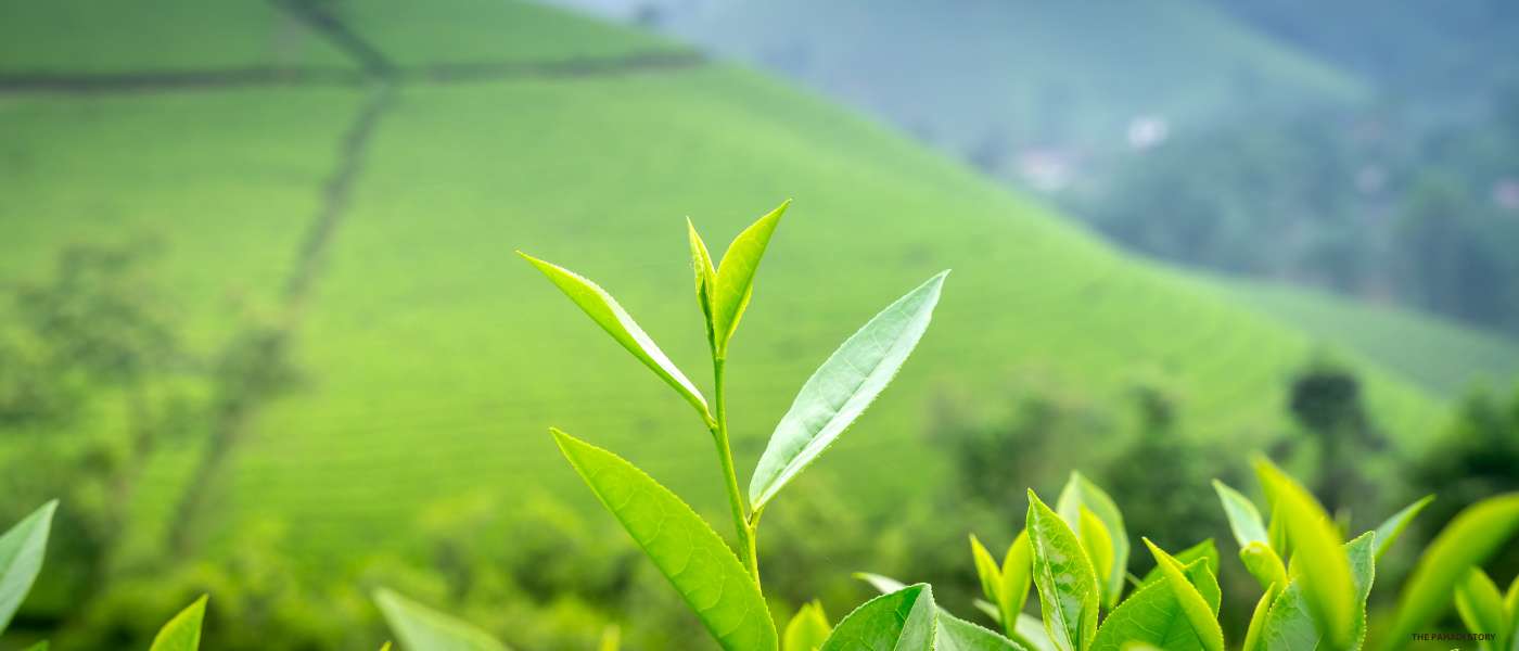 Green Tea and Weight Management: Facts and Myths