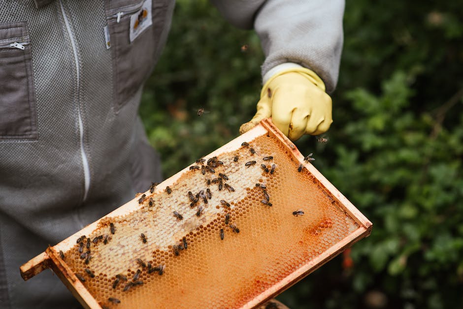 Holistic Living: How Honey Can Boost Your Immununity
