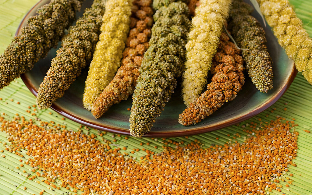 Assorted millet varieties with grain spikes and seeds on a plate