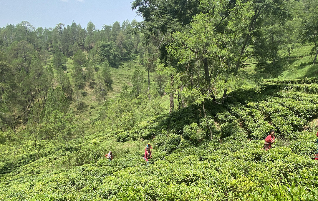 Why Pahadi Produce Is Rich