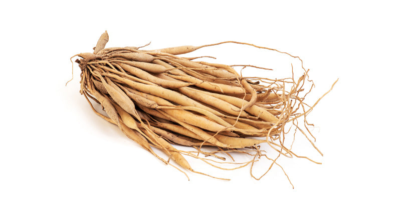 What Is Shatavari? Benefits, Uses & Ayurvedic Significance