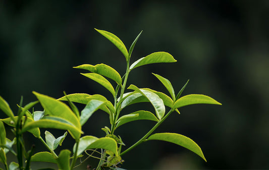 The Effects of Green Tea on Obesity and Type 2 Diabetes