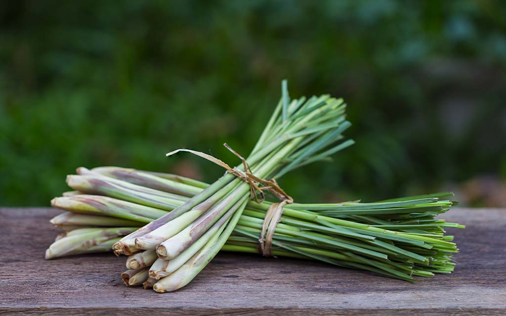 Lemongrass 