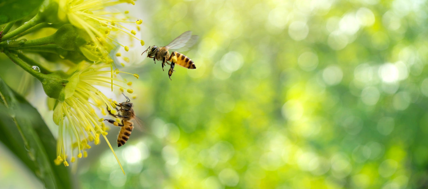 different_types_of_honeybees
