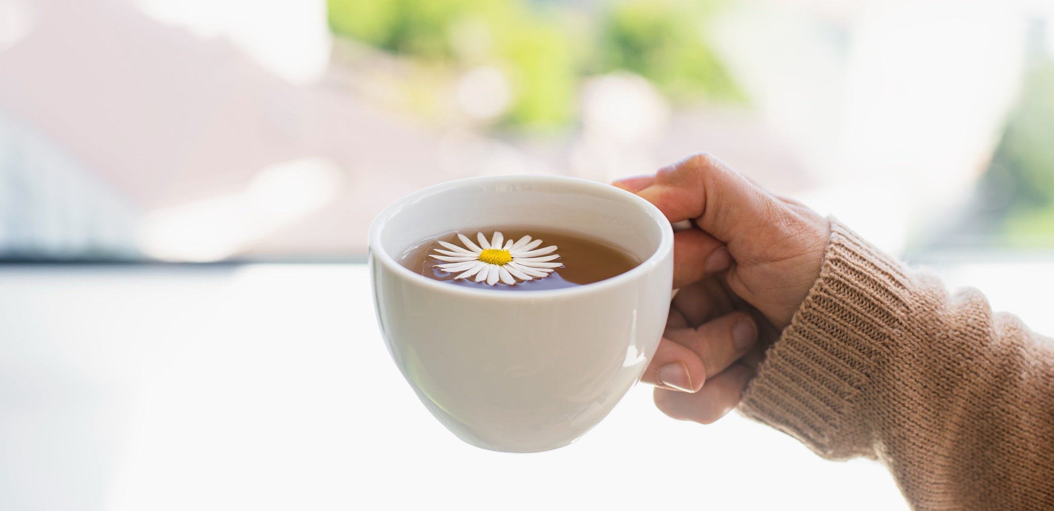 Chamomile herbal tea in a white cup with a daisy flower, held by hand near a bright window