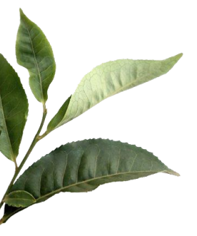 Kadak Masala Chai